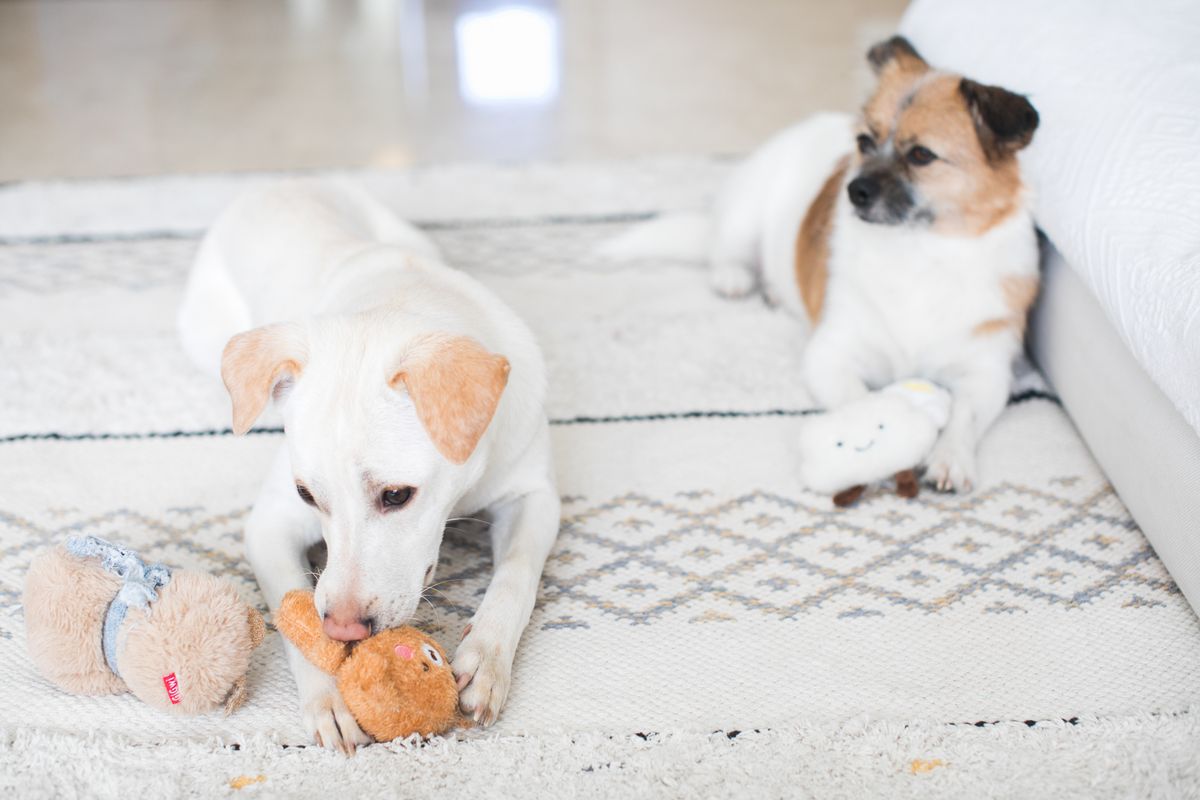 Interactive Treat Toy