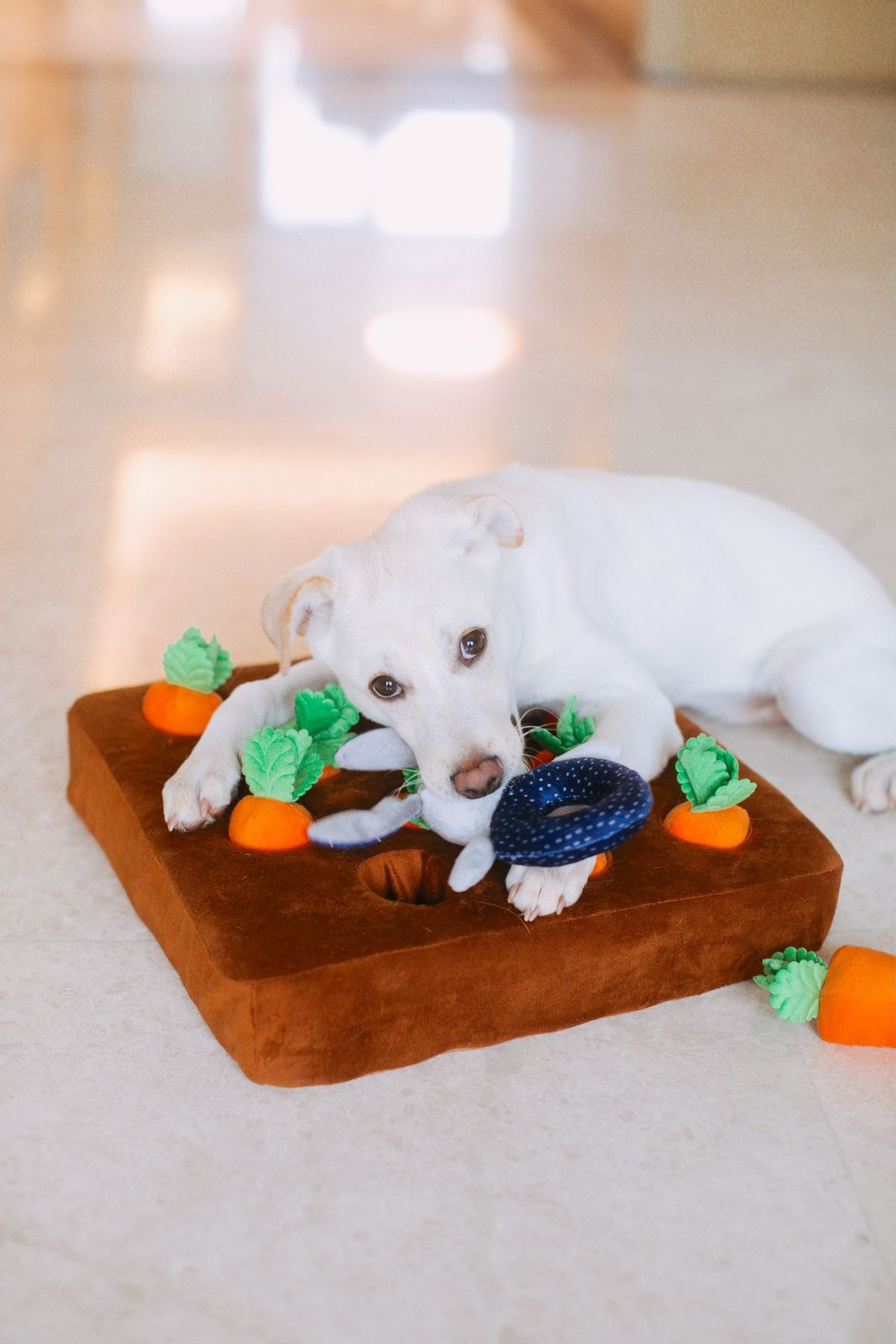 Interactive Treat Toy