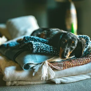 Soft Pet Blanket