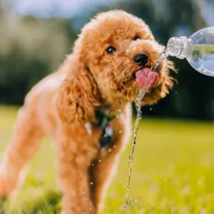 Travel Water Bottle
