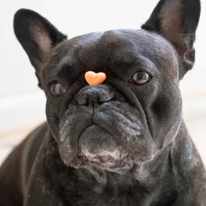 Daily Dental Chews